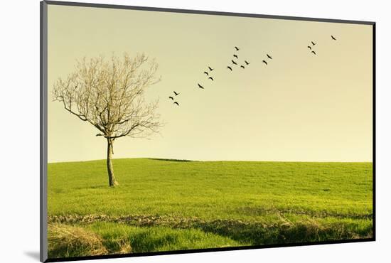 Beautiful Poetic Landscape with a Tree Isolated in a Meadow and Birds Flying at Sunset-Valentina Photos-Mounted Photographic Print