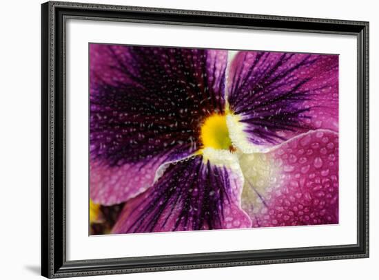 Beautiful Purple Pansy Violet Flower with Water Drops-Digidesign-Framed Art Print