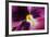 Beautiful Purple Pansy Violet Flower with Water Drops-Digidesign-Framed Art Print