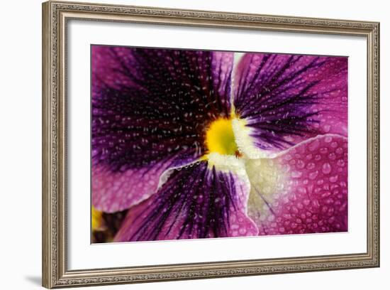 Beautiful Purple Pansy Violet Flower with Water Drops-Digidesign-Framed Art Print