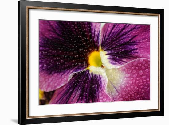 Beautiful Purple Pansy Violet Flower with Water Drops-Digidesign-Framed Art Print