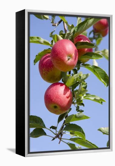 Beautiful Red Apples, Lafayette, New York, USA-Cindy Miller Hopkins-Framed Premier Image Canvas