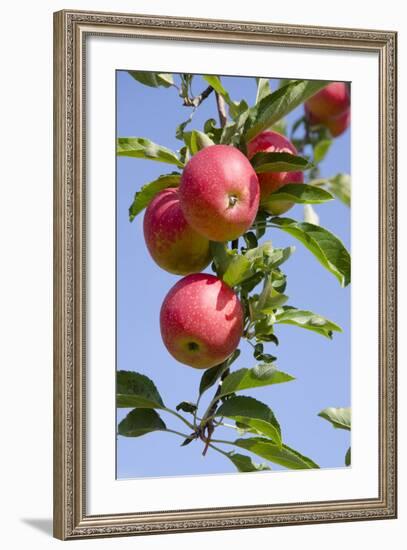 Beautiful Red Apples, Lafayette, New York, USA-Cindy Miller Hopkins-Framed Photographic Print