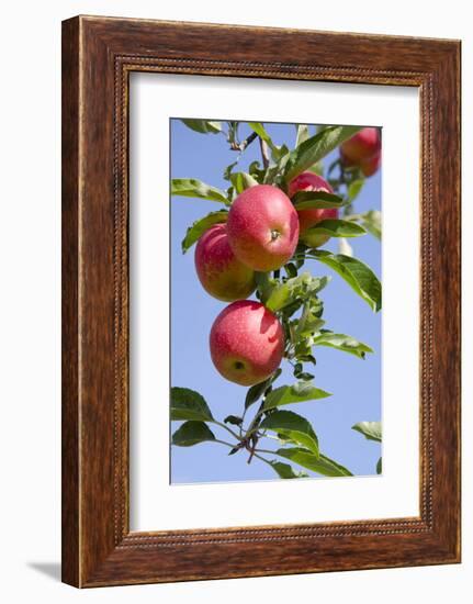 Beautiful Red Apples, Lafayette, New York, USA-Cindy Miller Hopkins-Framed Photographic Print