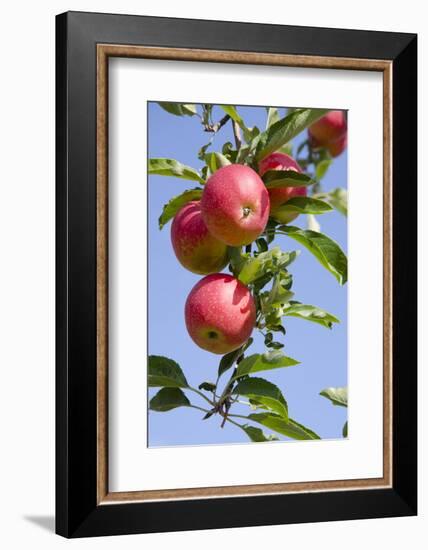 Beautiful Red Apples, Lafayette, New York, USA-Cindy Miller Hopkins-Framed Photographic Print