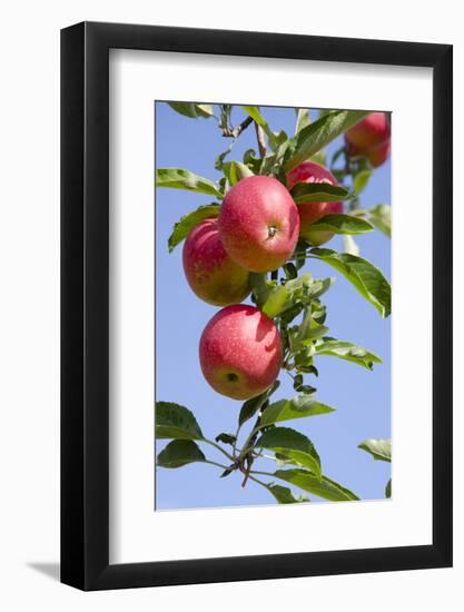 Beautiful Red Apples, Lafayette, New York, USA-Cindy Miller Hopkins-Framed Photographic Print