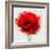 Beautiful Red Poppy, Closeup on a White Background, with Elements of the Sketch and Spray Paint, As-Pacrovka-Framed Art Print