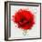 Beautiful Red Poppy, Closeup on a White Background, with Elements of the Sketch and Spray Paint, As-Pacrovka-Framed Art Print