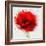 Beautiful Red Poppy, Closeup on a White Background, with Elements of the Sketch and Spray Paint, As-Pacrovka-Framed Art Print