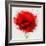 Beautiful Red Poppy, Closeup on a White Background, with Elements of the Sketch and Spray Paint, As-Pacrovka-Framed Art Print