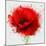 Beautiful Red Poppy, Closeup on a White Background, with Elements of the Sketch and Spray Paint, As-Pacrovka-Mounted Art Print