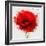 Beautiful Red Poppy, Closeup on a White Background, with Elements of the Sketch and Spray Paint, As-Pacrovka-Framed Art Print