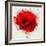 Beautiful Red Poppy, Closeup on a White Background, with Elements of the Sketch and Spray Paint, As-Pacrovka-Framed Art Print