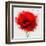 Beautiful Red Poppy, Closeup on a White Background, with Elements of the Sketch and Spray Paint, As-Pacrovka-Framed Art Print