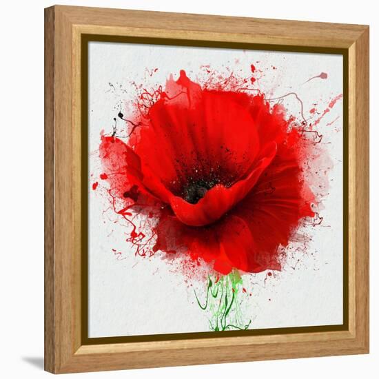 Beautiful Red Poppy, Closeup on a White Background, with Elements of the Sketch and Spray Paint, As-Pacrovka-Framed Stretched Canvas