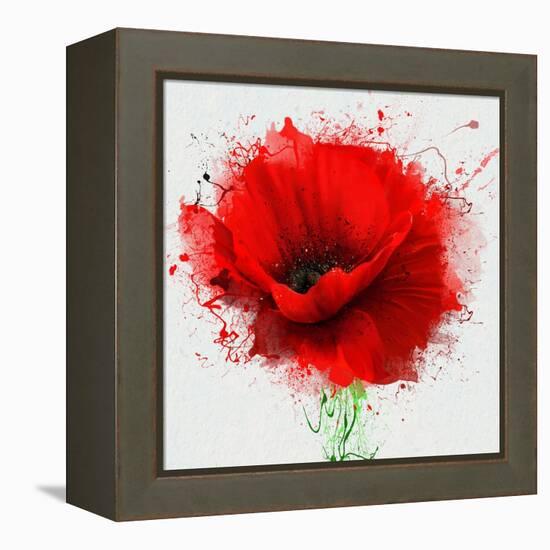 Beautiful Red Poppy, Closeup on a White Background, with Elements of the Sketch and Spray Paint, As-Pacrovka-Framed Stretched Canvas