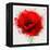 Beautiful Red Poppy, Closeup on a White Background, with Elements of the Sketch and Spray Paint, As-Pacrovka-Framed Stretched Canvas