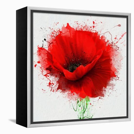 Beautiful Red Poppy, Closeup on a White Background, with Elements of the Sketch and Spray Paint, As-Pacrovka-Framed Stretched Canvas