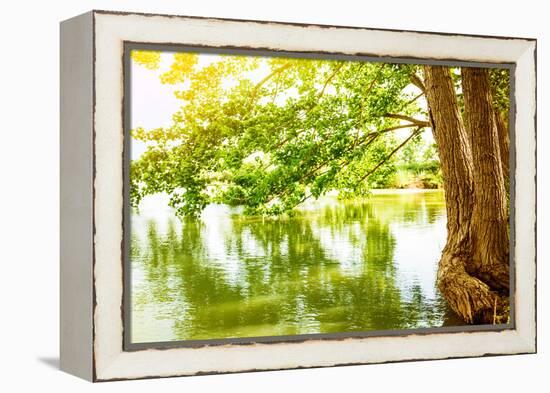 Beautiful River Landscape, Reflection of Big Tree in Calm Water, Forest Nature, Bright Yellow Sunli-Anna Omelchenko-Framed Premier Image Canvas