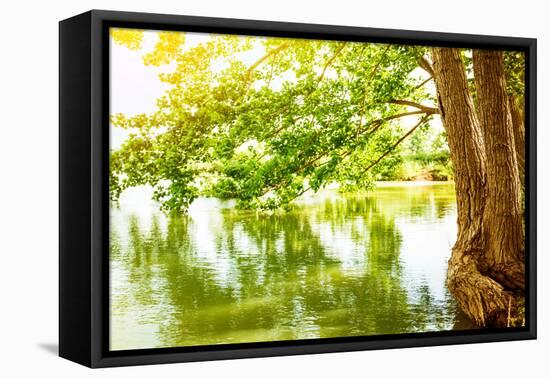 Beautiful River Landscape, Reflection of Big Tree in Calm Water, Forest Nature, Bright Yellow Sunli-Anna Omelchenko-Framed Premier Image Canvas