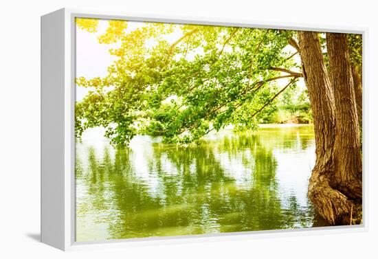 Beautiful River Landscape, Reflection of Big Tree in Calm Water, Forest Nature, Bright Yellow Sunli-Anna Omelchenko-Framed Premier Image Canvas