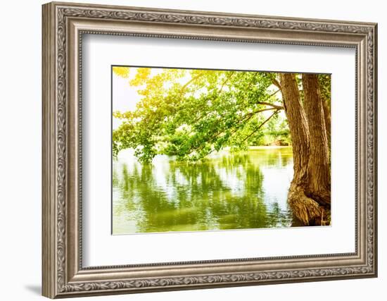 Beautiful River Landscape, Reflection of Big Tree in Calm Water, Forest Nature, Bright Yellow Sunli-Anna Omelchenko-Framed Photographic Print