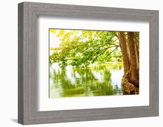 Beautiful River Landscape, Reflection of Big Tree in Calm Water, Forest Nature, Bright Yellow Sunli-Anna Omelchenko-Framed Photographic Print