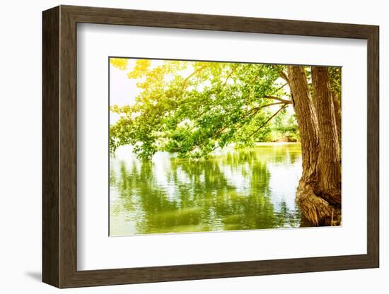 Beautiful River Landscape, Reflection of Big Tree in Calm Water, Forest Nature, Bright Yellow Sunli-Anna Omelchenko-Framed Photographic Print