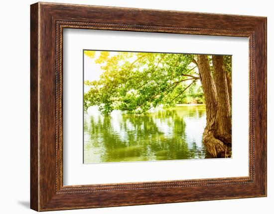 Beautiful River Landscape, Reflection of Big Tree in Calm Water, Forest Nature, Bright Yellow Sunli-Anna Omelchenko-Framed Photographic Print