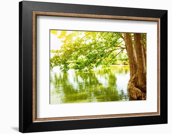 Beautiful River Landscape, Reflection of Big Tree in Calm Water, Forest Nature, Bright Yellow Sunli-Anna Omelchenko-Framed Photographic Print