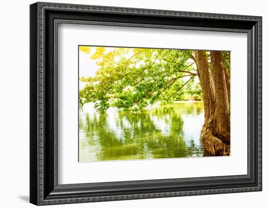 Beautiful River Landscape, Reflection of Big Tree in Calm Water, Forest Nature, Bright Yellow Sunli-Anna Omelchenko-Framed Photographic Print