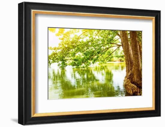 Beautiful River Landscape, Reflection of Big Tree in Calm Water, Forest Nature, Bright Yellow Sunli-Anna Omelchenko-Framed Photographic Print