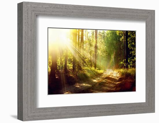 Beautiful Scene Misty Old Forest with Sun Rays, Shadows and Fog-Subbotina Anna-Framed Photographic Print