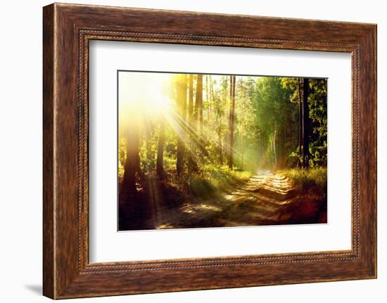 Beautiful Scene Misty Old Forest with Sun Rays, Shadows and Fog-Subbotina Anna-Framed Photographic Print