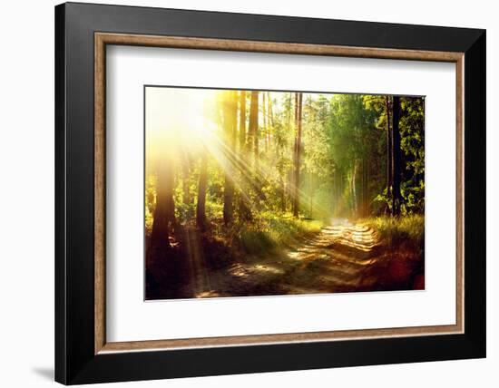 Beautiful Scene Misty Old Forest with Sun Rays, Shadows and Fog-Subbotina Anna-Framed Photographic Print