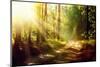 Beautiful Scene Misty Old Forest with Sun Rays, Shadows and Fog-Subbotina Anna-Mounted Photographic Print