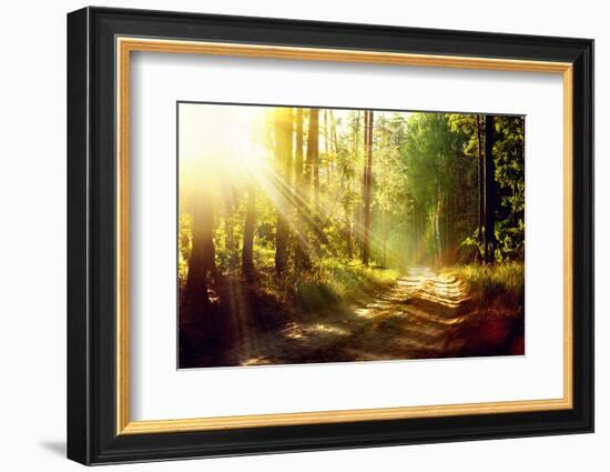 Beautiful Scene Misty Old Forest with Sun Rays, Shadows and Fog-Subbotina Anna-Framed Photographic Print