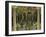 Beautiful Sevillan Patio, Triana District, Sevilla, Andalusia, Spain, Europe-Guy Thouvenin-Framed Photographic Print