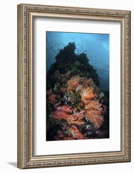 Beautiful Soft Coral Colonies Grow on a Reef in Indonesia-Stocktrek Images-Framed Photographic Print