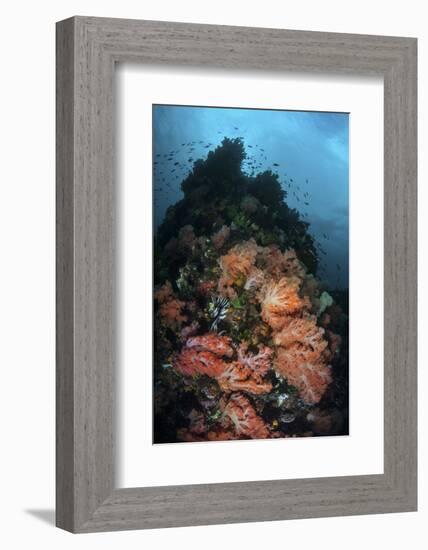 Beautiful Soft Coral Colonies Grow on a Reef in Indonesia-Stocktrek Images-Framed Photographic Print