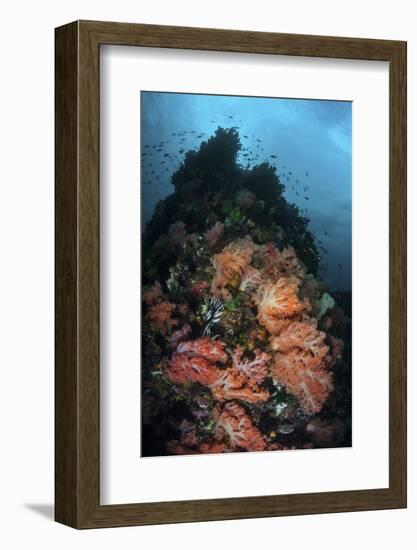 Beautiful Soft Coral Colonies Grow on a Reef in Indonesia-Stocktrek Images-Framed Photographic Print