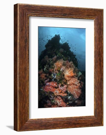 Beautiful Soft Coral Colonies Grow on a Reef in Indonesia-Stocktrek Images-Framed Photographic Print