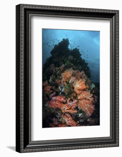 Beautiful Soft Coral Colonies Grow on a Reef in Indonesia-Stocktrek Images-Framed Photographic Print