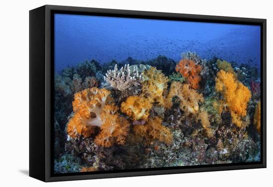 Beautiful Soft Coral Colonies on a Coral Reef in Indonesia-Stocktrek Images-Framed Premier Image Canvas