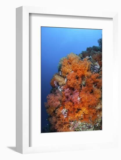 Beautiful Soft Corals and Invertebrates on a Reef in Indonesia-Stocktrek Images-Framed Photographic Print