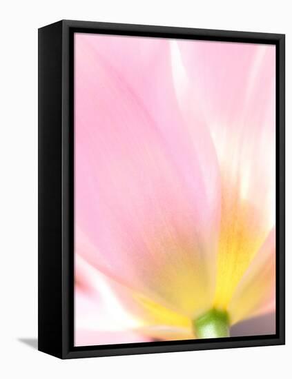 Beautiful Soft Pastel Image of Fresh Spring Vibrant Tulip Flower-Veneratio-Framed Premier Image Canvas