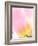 Beautiful Soft Pastel Image of Fresh Spring Vibrant Tulip Flower-Veneratio-Framed Photographic Print