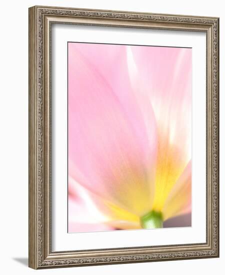 Beautiful Soft Pastel Image of Fresh Spring Vibrant Tulip Flower-Veneratio-Framed Photographic Print