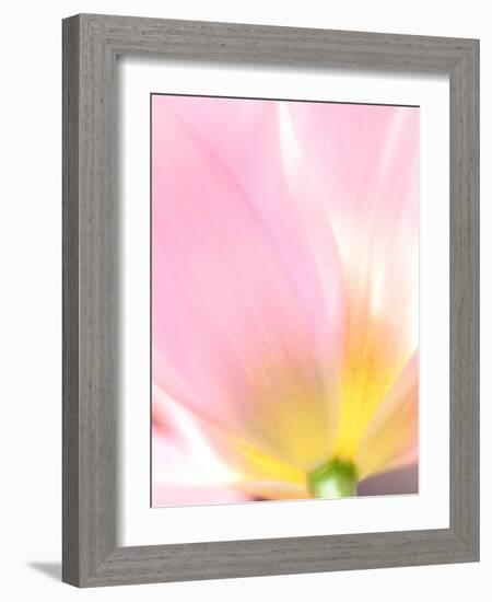 Beautiful Soft Pastel Image of Fresh Spring Vibrant Tulip Flower-Veneratio-Framed Photographic Print