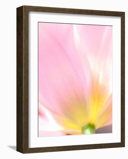 Beautiful Soft Pastel Image of Fresh Spring Vibrant Tulip Flower-Veneratio-Framed Photographic Print